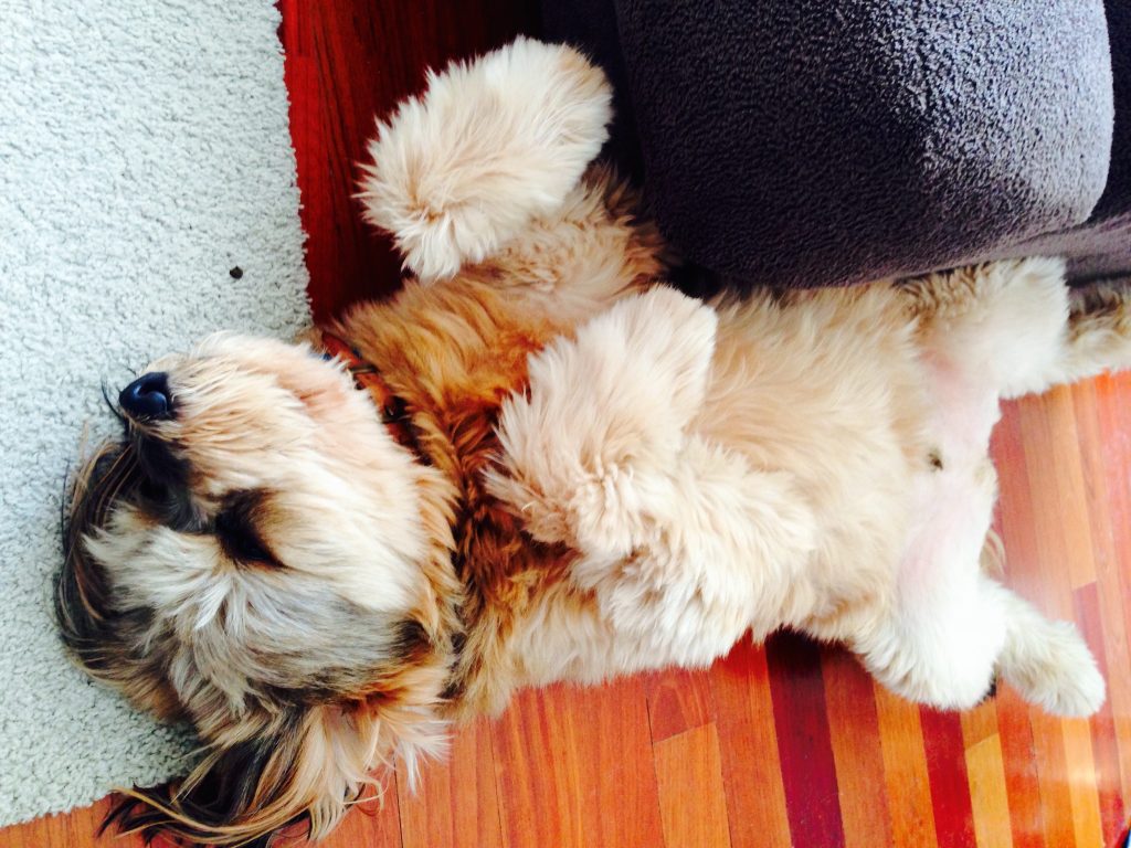 drunk dog after shots of tequila.