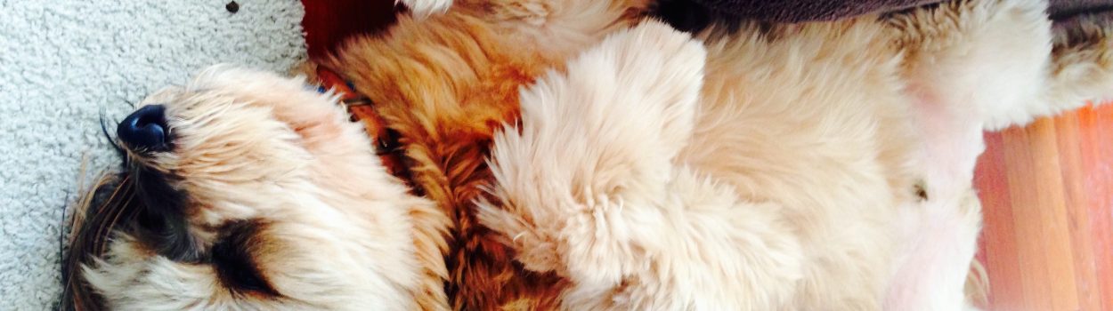 drunk dog after having too many shots of tequila.