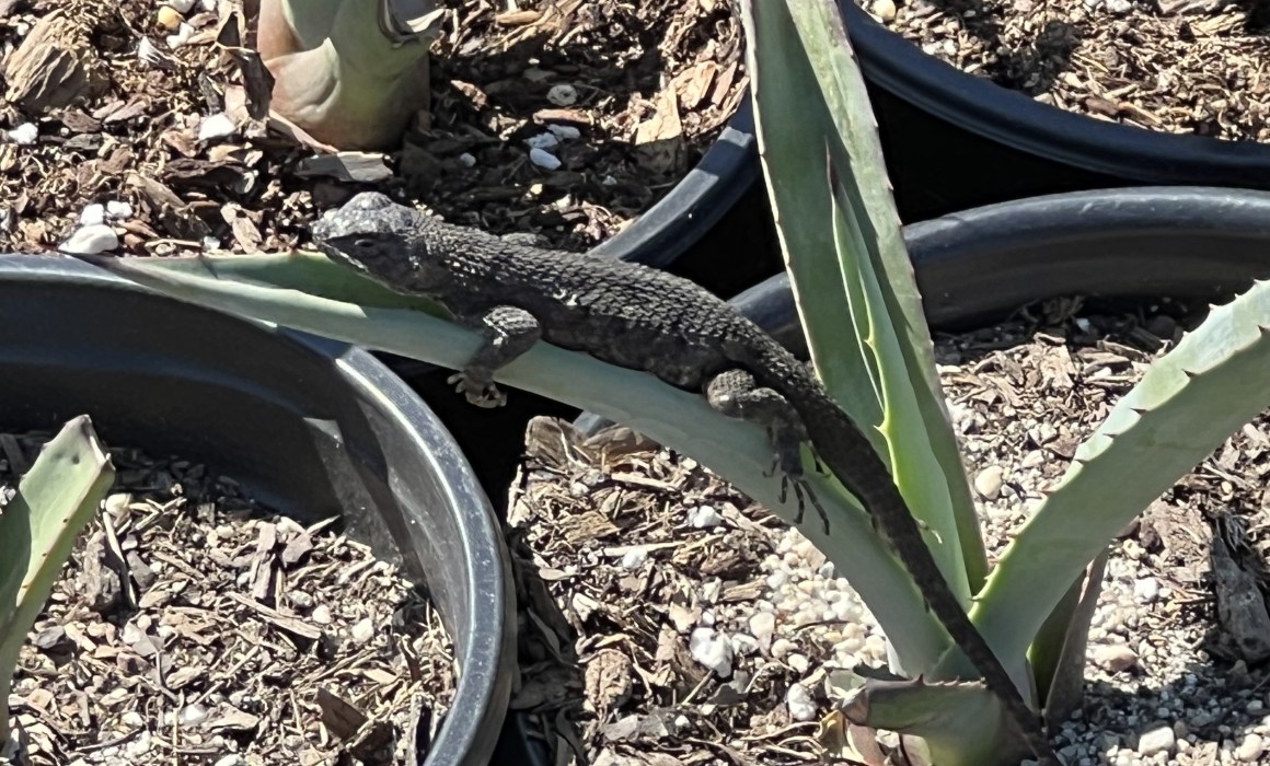 simple lizard on an agave blue weber plant.