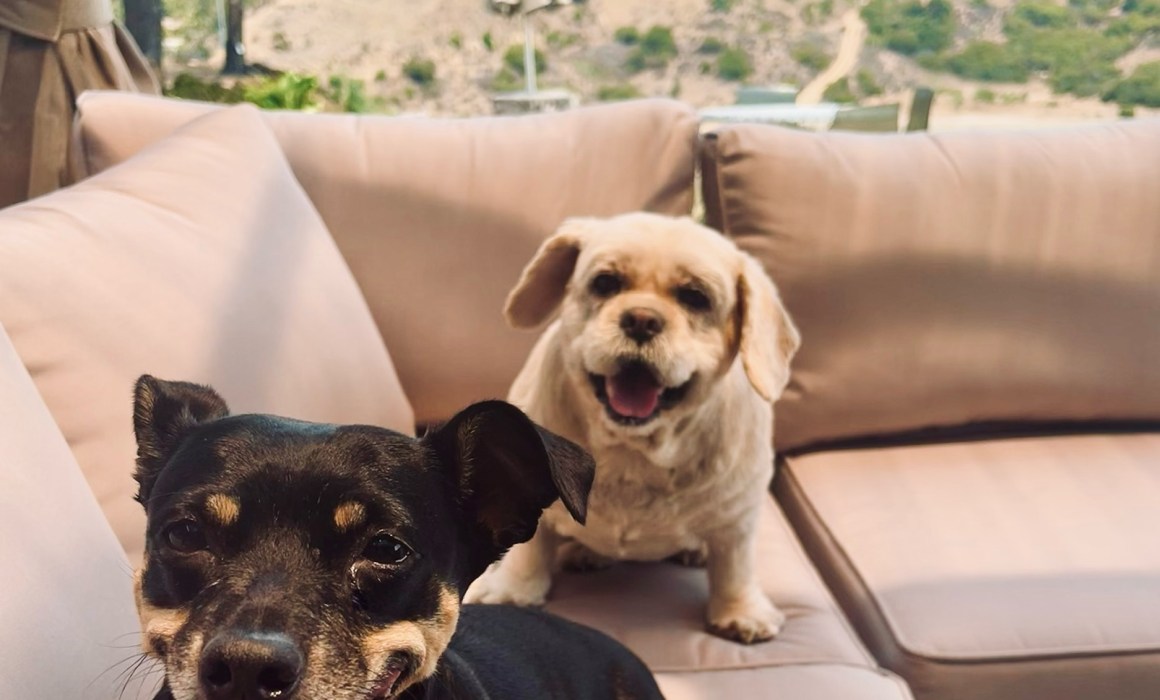 Mulholland Estate dogs are ready to party!