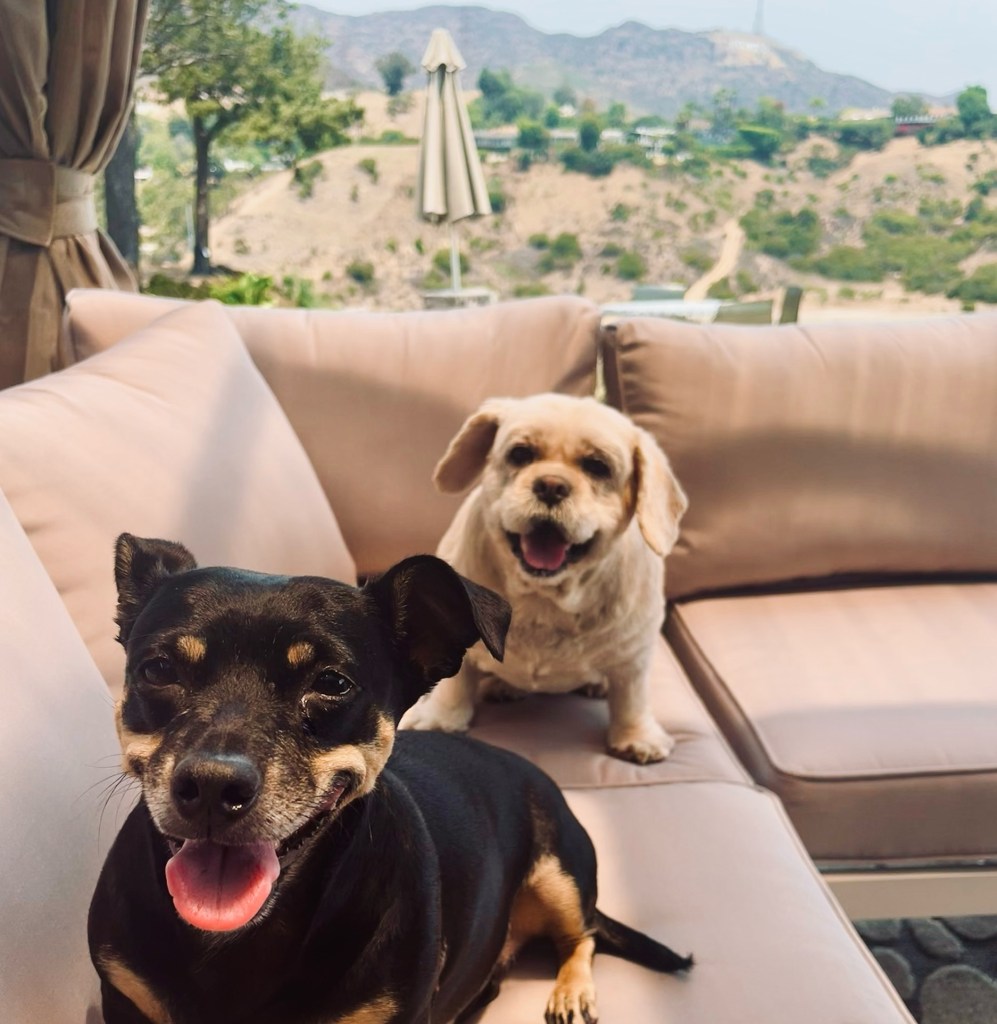 Mulholland estate dogs are ready to party!