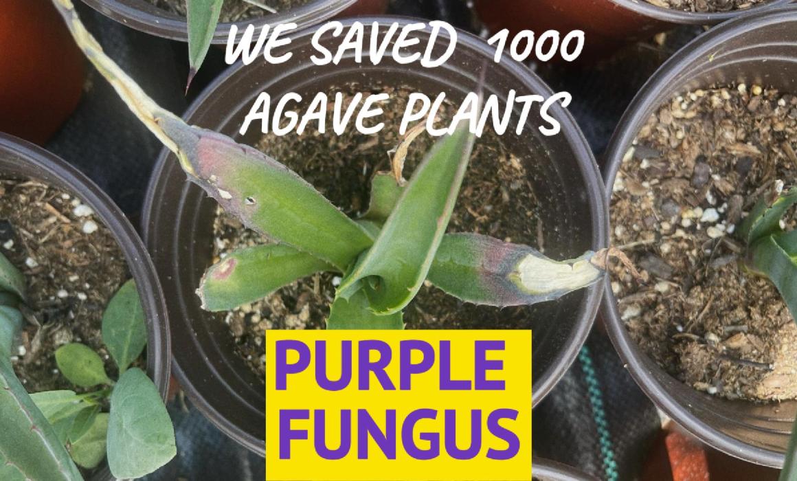 we saved agave plants with neem oil