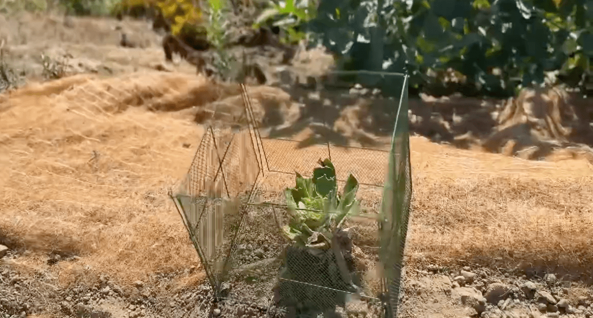 Rabbit chomped Attenuata plant