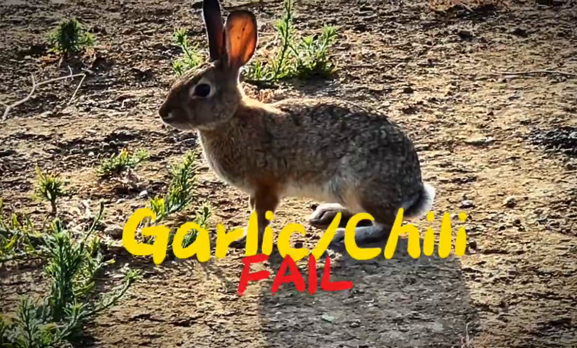 DIY Garlic/Chili powder mix bunny fail