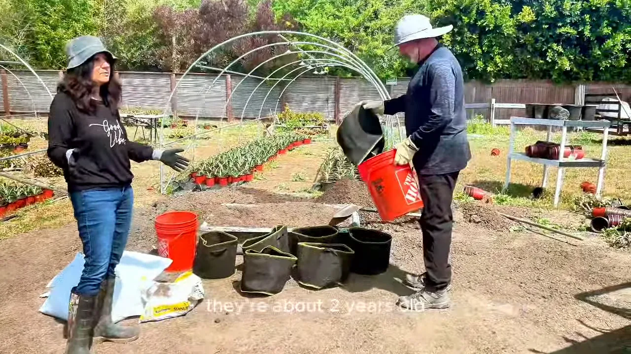 Preparing soil for planting Agave