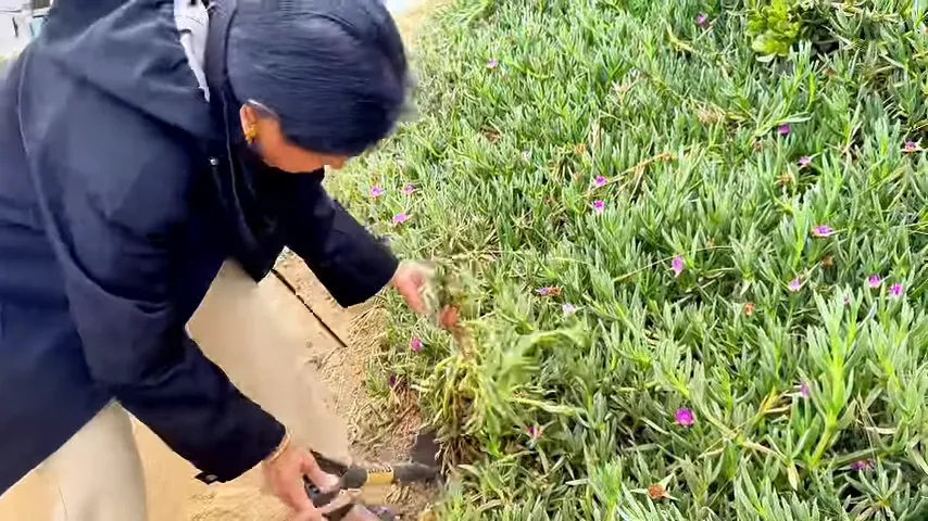 Nani planting ice plants with purple flowers