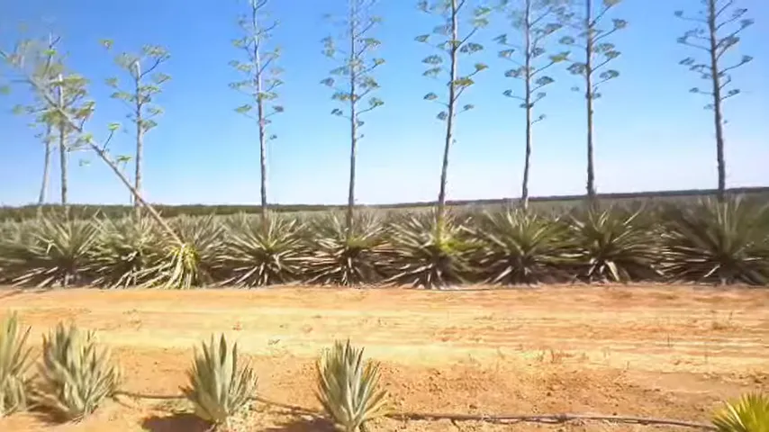 Different varieties of agave growing