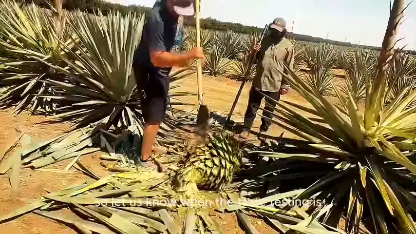 Stuart tasting agave spirits