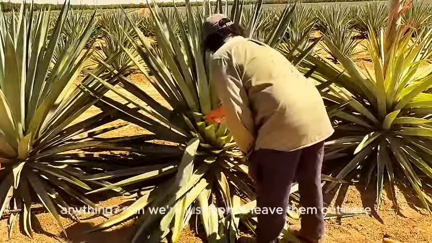 Agave leaves for skincare products