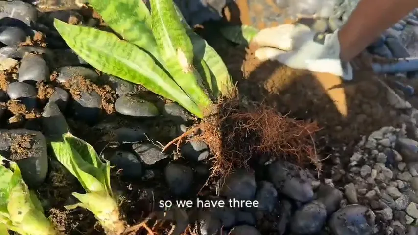 Coconut mat retaining wall with ice plants