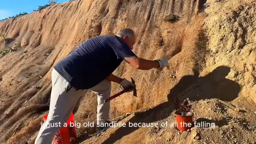 Ice plants growing over a retaining wall