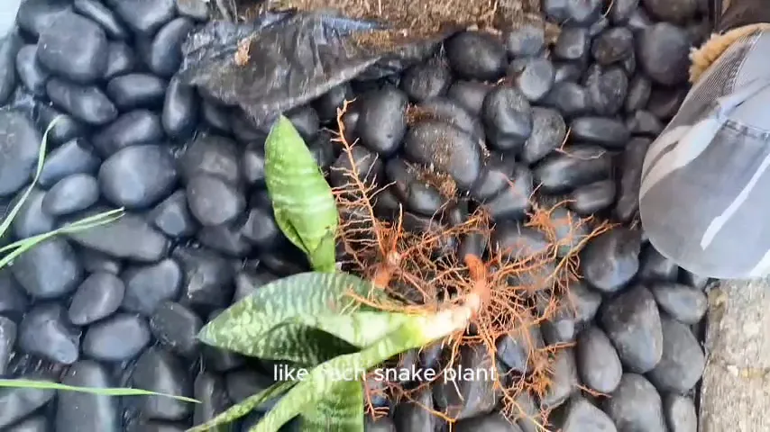 Snake plants with pups