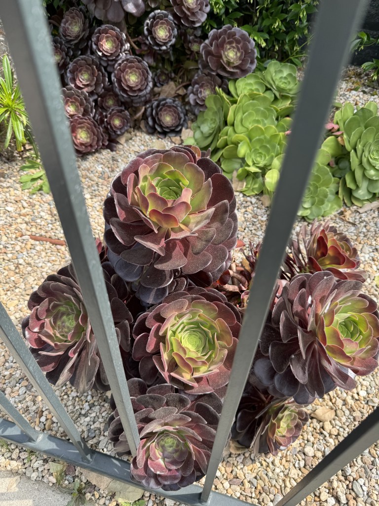 Black Rose Aeonium Arboreum Zwartkop Succulent