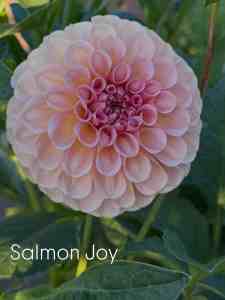 Salmon Joy