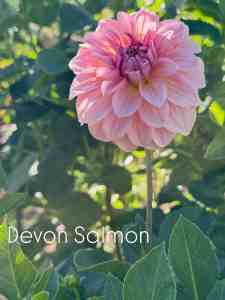 Devon Salmon