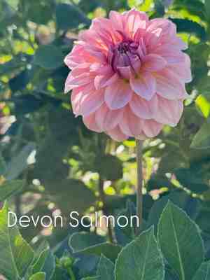 Devon Salmon