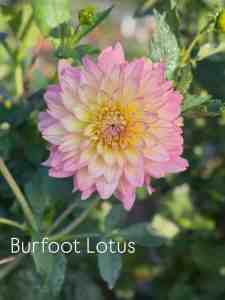 Burfoot Lotus