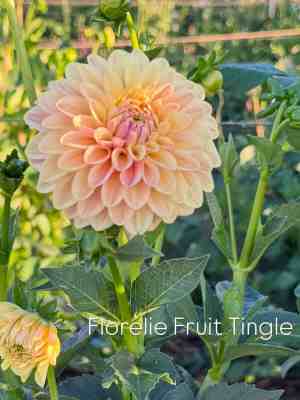 Florelie Fruit Tingle
