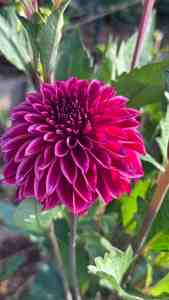 rm dragon's blood dahlia